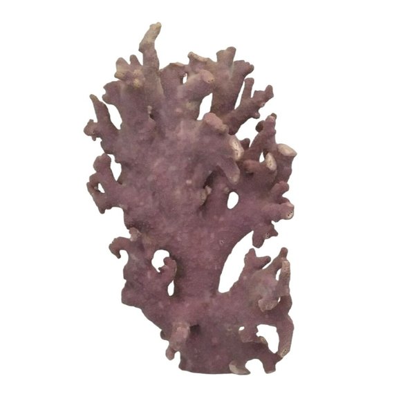 Natural Violet Coral Allopora Specimen Rare Vintage  ~ 7" H x 4" W - Picture 1 of 5